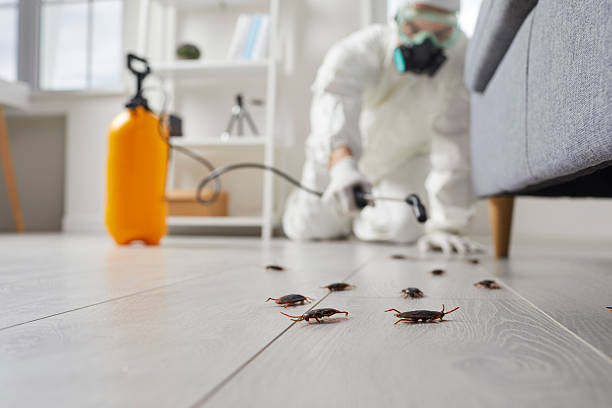 Post-Treatment Bed Bug Interceptor Monitoring in Lakeside
